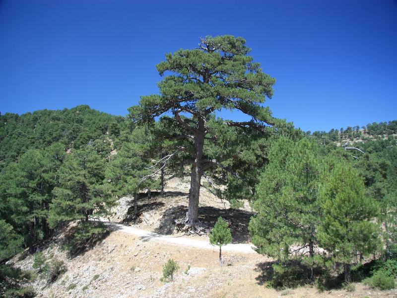 Apartamentos Rurales Campillo Arroyo Frio Esterno foto